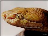 Northern copperhead (Agkistrodon contortrix mokason) close-up 4