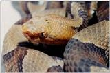 Northern copperhead (Agkistrodon contortrix mokason) close-up 5