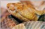 Northern copperhead (Agkistrodon contortrix mokason) close-up 6