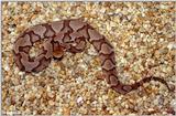 Northern Copperhead