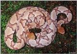 Northern Copperheads
