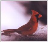 Re: request pictures of Cardinals. (red bird)