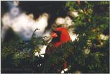 Re: Repost - Cardinal bird