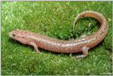 Northern dusky salamander (Desmognathus fuscus fuscus)01