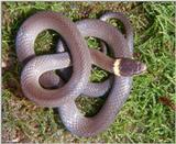 Northern Ringneck Snake