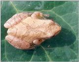 northern spring peeper (Pseudacris c. crucifer)2