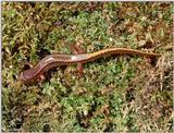 Northern two-lined salamander (Eurycea bislineata)
