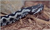 Nose-horned Viper (Vipera ammodytes)