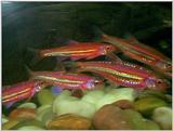 Rainbow Shiners (Notropis chrosomus)