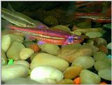 More Rainbow Shiners (Notropis chrosomus)