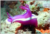 Nudibranch under the SeaVenture Platform - Borneo