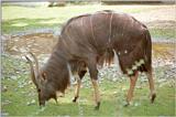 No Lion this time but his dinner :-) Nyala Antelope in Hannover Zoo