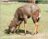 Haven't posted hoofstock for a while - Nyala antelope male - these are mean to scan!