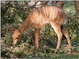 More Hannover Zoo - Nyala kid having a snack - new pics on my web page