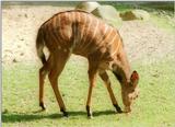 Yet another mean light shot - Nyala kid in Hannover Zoo