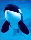 Re: NE COOL WHALE PICS