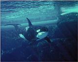 Re: NE COOL WHALE PICS
