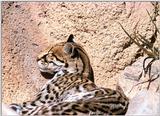 Re: Request for Ocelots Pics.