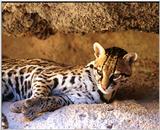 Re: Request for Ocelots Pics.