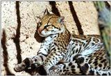 Re: Request for Ocelots Pics.