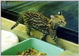 baby ocelot