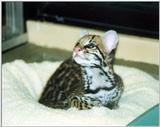 baby ocelot 2