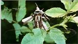 Odonotan With Prey - ktatlow@xta.com.jpg