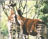 ...Animal photos from California - Okapi in San Diego Zoo - many more to come - attn. Protozoa love
