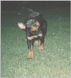 Posting rottweilers - olga2.jpg