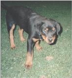 Posting rottweilers - olga3.jpg