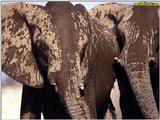 Re: elephants