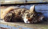 Ollie - Cat