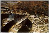 Re: King Cobra (Ophiophagus hannah) #2