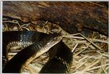 Re: Looking for Cobra pics - king cobra (Ophiophagus hannah)