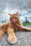 Opie (cat)