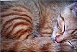 Kitten - Opie