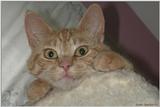 Opie11 (cat)