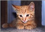 Kitten - Opie15