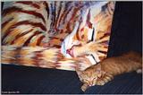 Cat with painting