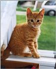 Kitten - Opie (2)