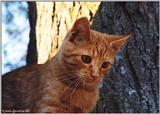 Cat in a tree