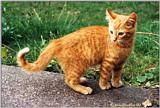 kitten - Opie(3)