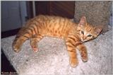 Cat-Opie9
