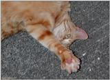 Opie (cat) Camera Shy