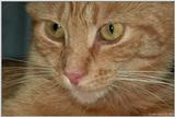 Opie(cat) close up