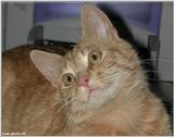Opie (cat) looks up