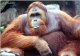 Orang-utang - Orang1.jpg