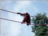 Orangutan1