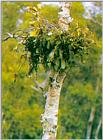 Orangutan J01-Sleeping nest.jpg [1/1]