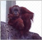 orangutan